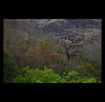 Summer Mountains Trees fine art prints india